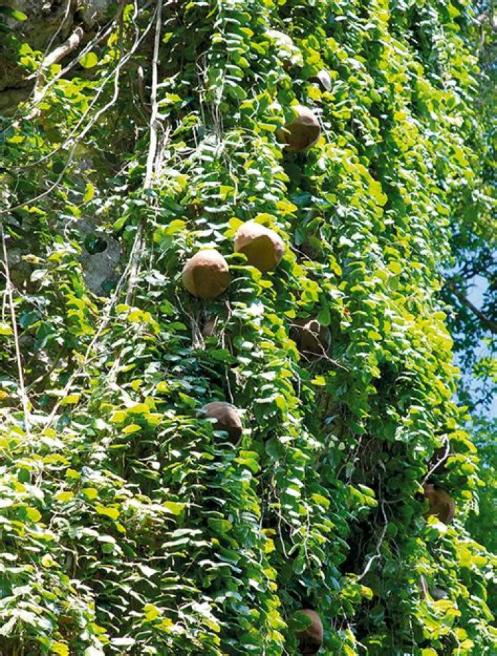 Alsomitra Macrocarpa: Stunning Vines & Care Guide