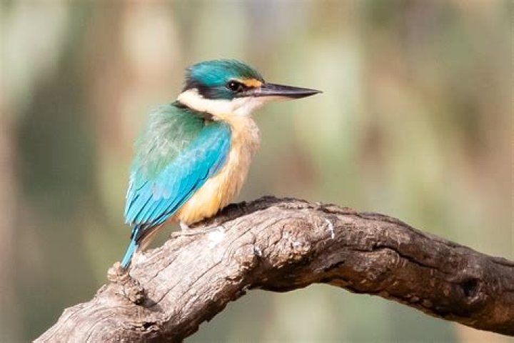 Amazing Kingfisher Types: Explore Diverse Species