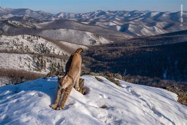 Amazing Lynx_Sun Photos & Videos!