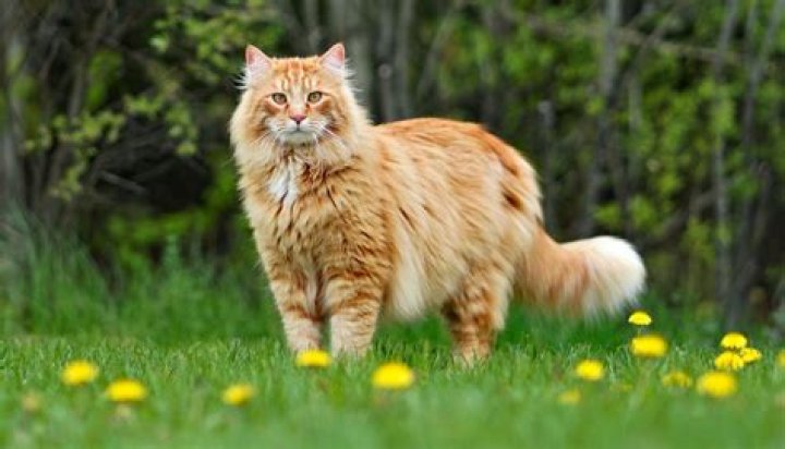 Exploring the Fascinating World of Big Cat Breeds