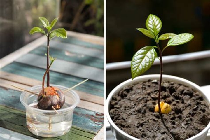 Growing Avocado from Seed: A Complete Guide