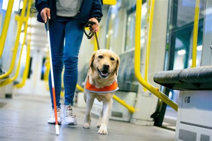 Innovative Barkems: Enhancing Pet Care and Owner Experience