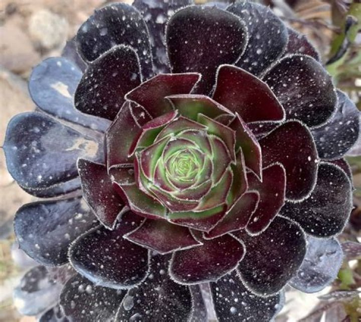 Stunning Cacti & Succulents: Capture the Desert Beauty