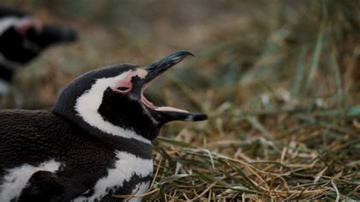 The Fascinating World of Penguin Mouths: Anatomy, Function, and Fun Facts