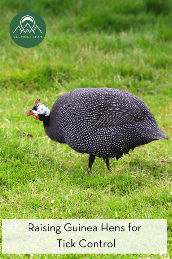 Understanding Guinea Hen Sound: The Unique Vocalizations of Guinea Fowl
