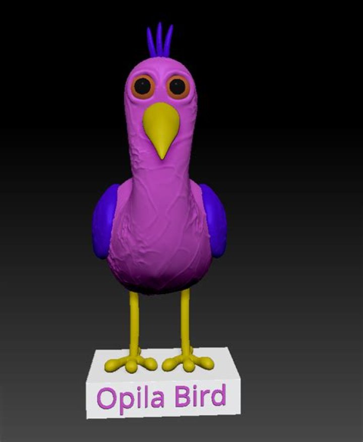 Understanding Opila Birds: A Comprehensive Guide