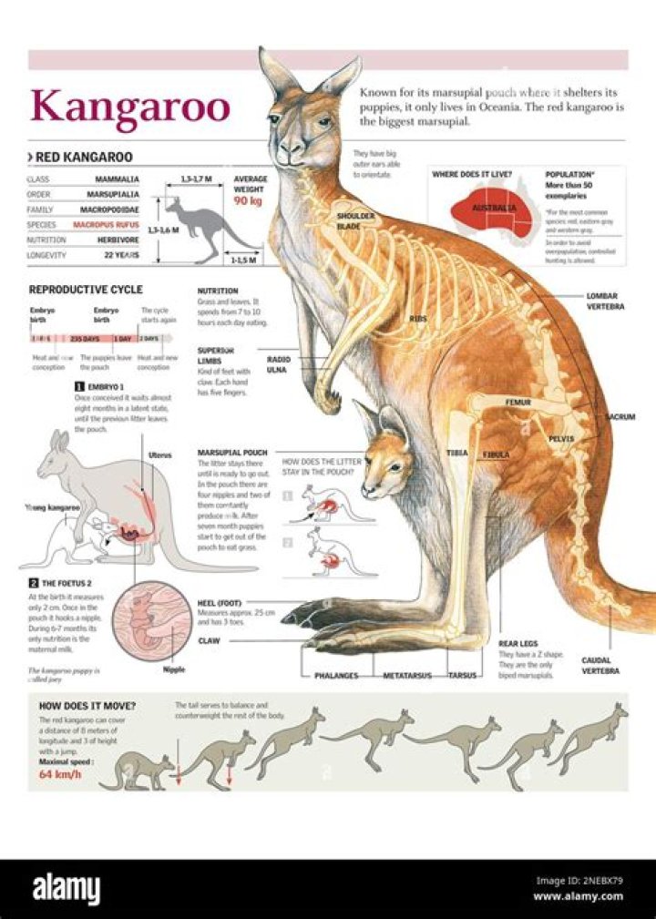 Understanding the Buff Kangaroo: An Insight into Its Life and Habitat
